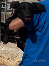 Cucciolo pastore tedesco nero abbandonato