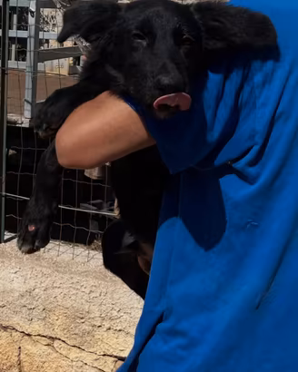 Cucciolo pastore tedesco nero abbandonato