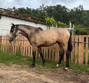 Giovane femmina Lusitana Buckskin - 1 anno e 3 mes