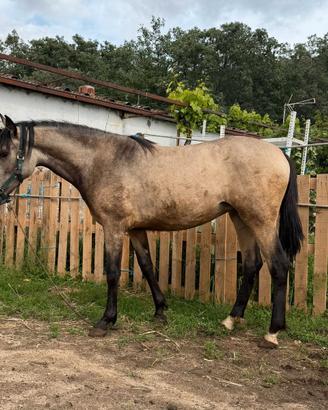 Giovane femmina Lusitana Buckskin - 1 anno e 3 mes