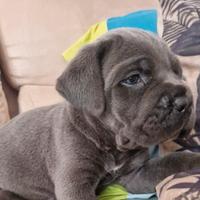 Cuccioli cane corso