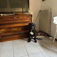 Cane corso