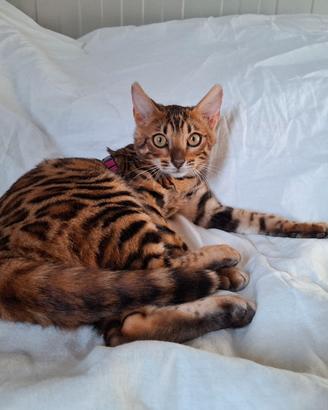 gatti del bengala 