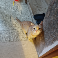 Gatto arancione