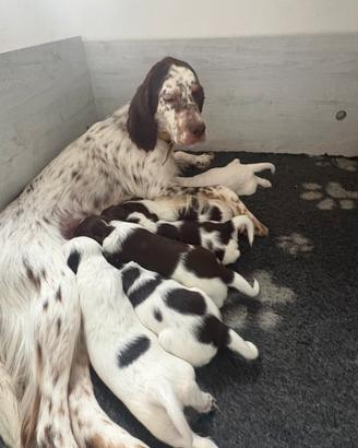 Cuccioli Setter Inglese Alta genealogia