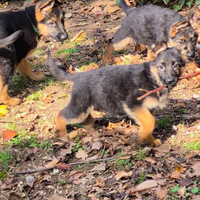 Cuccioli pastore tedesco lonato d/g all. Negroni