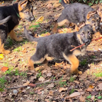 Cuccioli pastore tedesco lonato d/g all. Negroni