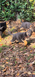 Cuccioli pastore tedesco lonato d/g all. Negroni