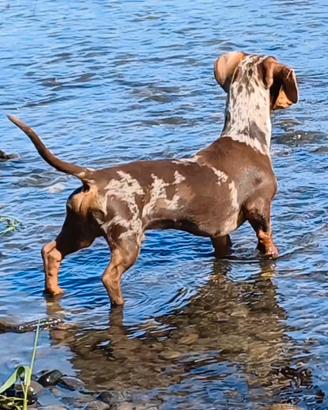 Bassotto x accoppiamento