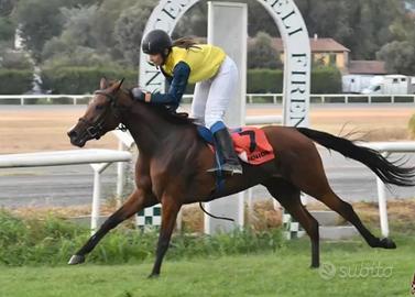 Pony araba 5 anni bravissima montata