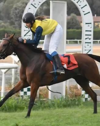 Pony araba 5 anni bravissima montata