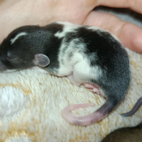Cuccioli di ratto Dumbo/Domestici