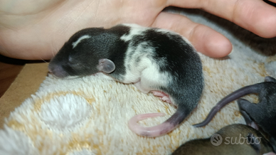 Cuccioli di ratto Dumbo/Domestici