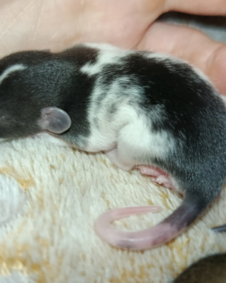 Cuccioli di ratto Dumbo/Domestici