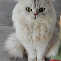 Accoppiamento British long hair