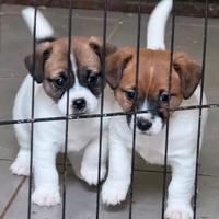 Cucciola jack russell pedigree