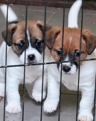 Cucciola jack russell pedigree