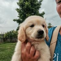 Cucciolo golden retriever