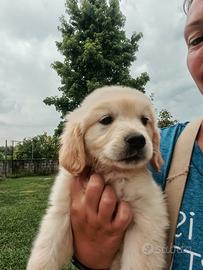Cucciolo golden retriever