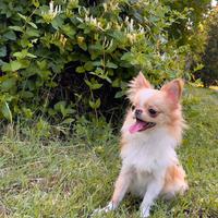 Chihuahua femmina