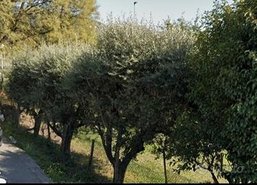 Piante di ulivo