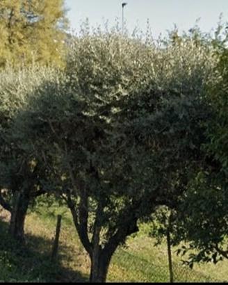 Piante di ulivo