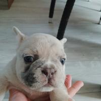 Bulldog francese occhi azzurri