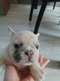Bulldog francese occhi azzurri