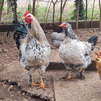 Gallo e gallina bianchi maculati