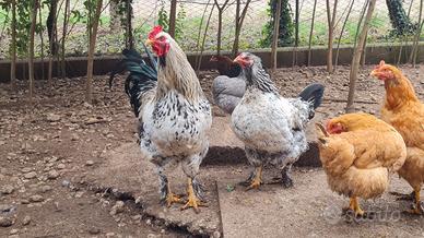 Gallo e gallina bianchi maculati