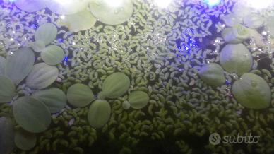 piante per acquario 