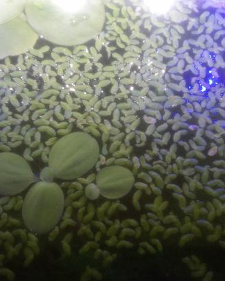 piante per acquario 