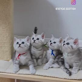 Gattini British shorthair meravigliosi Scottish