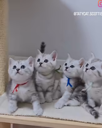 Gattini British shorthair meravigliosi Scottish