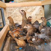 Galline brahma