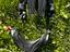 Immagine 6
