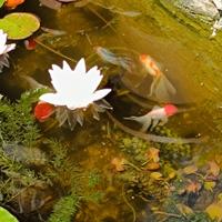 Oranda normali e testa di leone