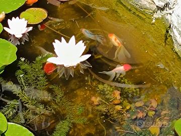 Oranda normali e testa di leone