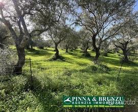 Oristano / Silì - ULIVETO 1.000 piante