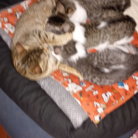 Gattini maschi molto affettuosi