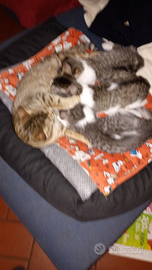 Gattini maschi molto affettuosi