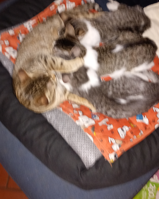 Gattini maschi molto affettuosi