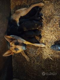 Cuccioli pastore tedesco