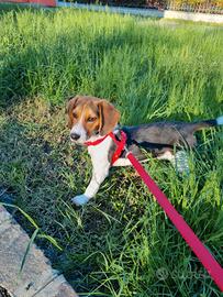 Beagle in adozione