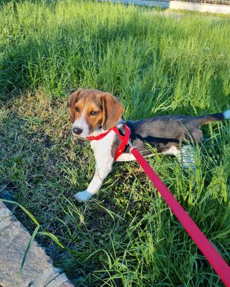 Beagle in adozione