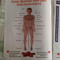 Il Corpo Umano - Collezione