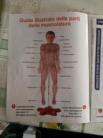 Il Corpo Umano - Collezione