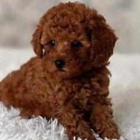 Barboncini disponibili e pronti