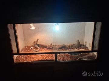 tiliqua scincoides + terrario allestito 