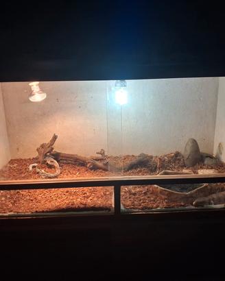 tiliqua scincoides + terrario allestito 